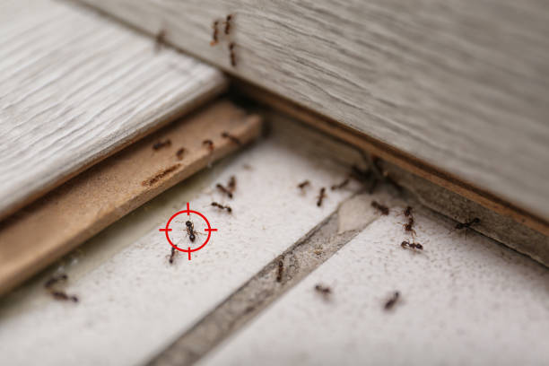 Best Local Pest Control Services  in , IN