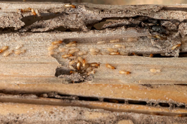 Best Flea Control Services  in , IN
